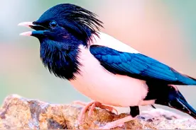 20万只粉红椋鸟驰援新疆灭蝗，护40万亩草场！蝗灾到底有多可怕？图片