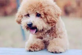 泰迪“想念”主人6大行为，主人有空抱抱它吧图片