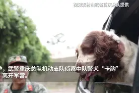 瞬间破防！退役警犬跳车，只为“主人”最后一个拥抱图片