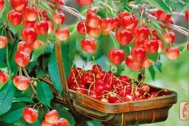 樱桃红了熟了! 郑州樱桃节开幕啦，摘么？图片