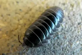 十种家里出现的虫子，你家有吗图片