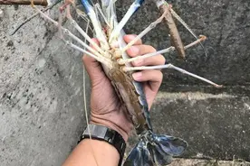 又一"怪虾"入侵我国流域，口感赛过小龙虾，网友：快说哪里有抓？图片