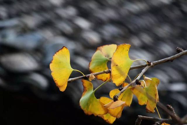 秋风吻尽银杏叶，艳遇醉美帽子峰