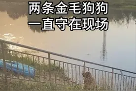 3个年轻人为救狗溺亡？金毛不吃不喝在河边苦等了一夜，真相是啥图片