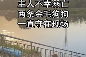 3个年轻人为救狗溺亡？金毛不吃不喝在河边苦等了一夜，真相是啥图片