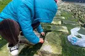 青岛这些市民在海边等退潮，备好工具，就为挖这道美食图片