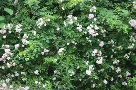 浅夏时节，遇上宝华山的“醉”美时光图片