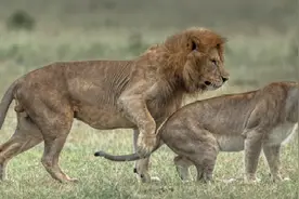 勾引雄狮，用“性”来保护幼崽，雌狮真的挺不容易图片