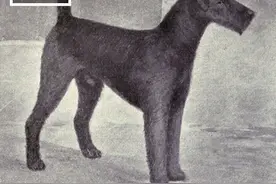 18种狗狗「100年前VS现在」奇妙变化对比照图片