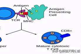 CD4水平正常就可以认为免疫系统没有问题了么？图片