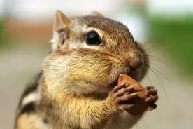 黑龙江男子饲养松鼠7年懂人言，呆萌可爱1只价值好几千，生财有道图片