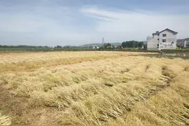 陕西汉中油菜收割季纪实：田家少闲月，五月人倍忙图片