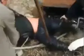 河南一男子掉进化粪池淹没到脖子，民警顶着恶臭手拉手将其拽出视频封面