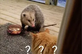 橘猫正在院中享用美食，这时来了个老鼠和它抢食，猫肺都快气炸了图片