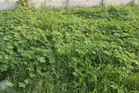 防治新冠肺炎暑湿化热，哈尔滨老中医王喜臣开出良方“七圣散”图片