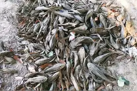 北方几十块一条的清道夫，却成了南方的“灾害”！大量死鱼堆成山图片