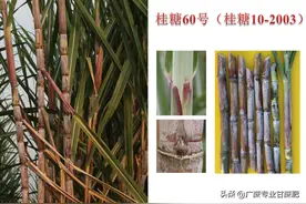 广西甘蔗研究所最新培育品种：桂糖60号图片