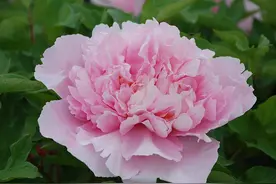 牡丹赵粉，芳香浓郁、具有单瓣半重瓣，牡丹四大名品之一图片