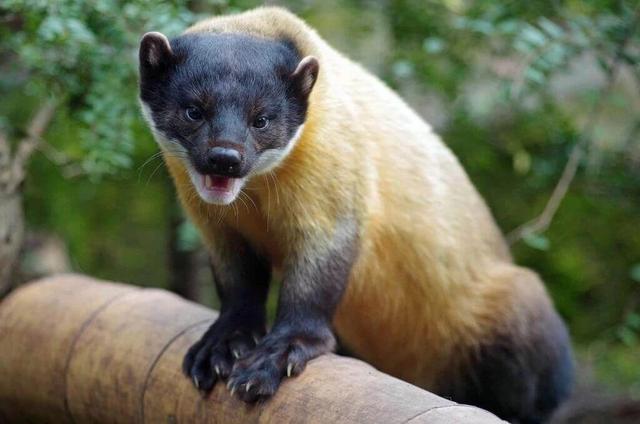 貂是什么动物的图片,东北人都穿貂?