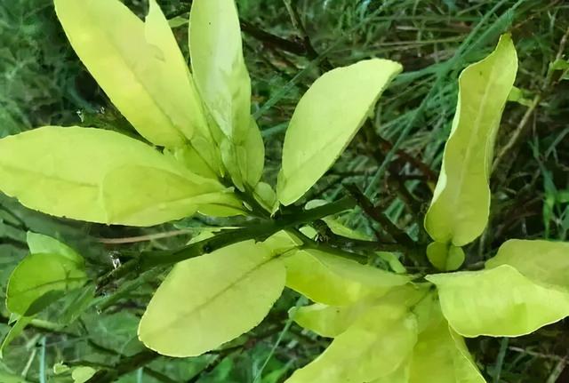 植物必需元素之桥键元素