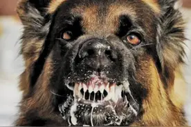 为什么狂犬病难以治愈？中国找到抑制病毒开关，是否能治愈疾病？图片
