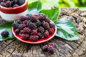 你爱吃紫桑葚，还是白桑葚？图片