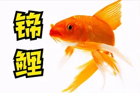一句老话：吃不穷，穿不穷，算计不到一世穷图片