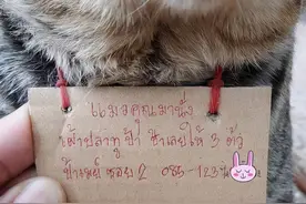 猫咪离家3天后回家，脖子上挂着讨债纸条，猫：奴才付钱没毛病吧图片