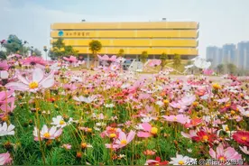 春色满园惹人醉｜百花齐放下的莆田也太美了图片