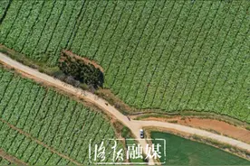 牡丹田里开直播 牡丹产品“云”上卖图片