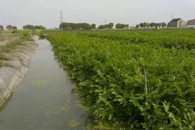 一块水田两份收入，水面种水芹，水下养泥鳅，每亩年赚4万元图片