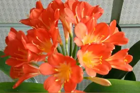 君子兰的橛子根还能憋出新芽吗？图片