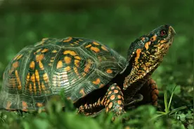 动物世界大全 第四章 爬行动物（一）图文解析每天为你展现动物知识图片