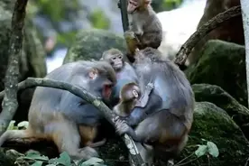 贺州市民被姑婆山猕猴抢食物、抓伤…谁来负责？图片