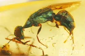 科学新发现：一亿年前的昆虫长这样图片