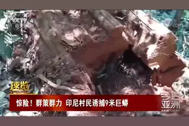 会不会遭报复？印尼巨蟒被抓，“巨蟒父母”报复人类该怎么办？图片