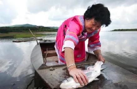 如何泡发干鱼皮 2026年怎么泡发干鱼皮