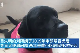导盲犬不能在小区排尿？视障阿姨哭诉，邻居烦恼！总算有办法了图片
