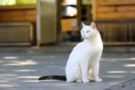 快看呐~好大一只“猫猫虫”图片