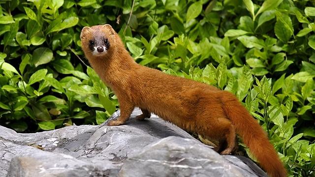 原本在我国常见的黄鼠狼数量大减,它其实是一种消灭老鼠的益兽