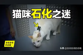 为什么抓住后脖颈，猫咪就会立刻石化？这个秘密你身上也有图片