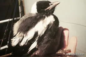 救了只喜鹊怕被猫吃了，放它走却又飞回来，还和猫成了好朋友图片