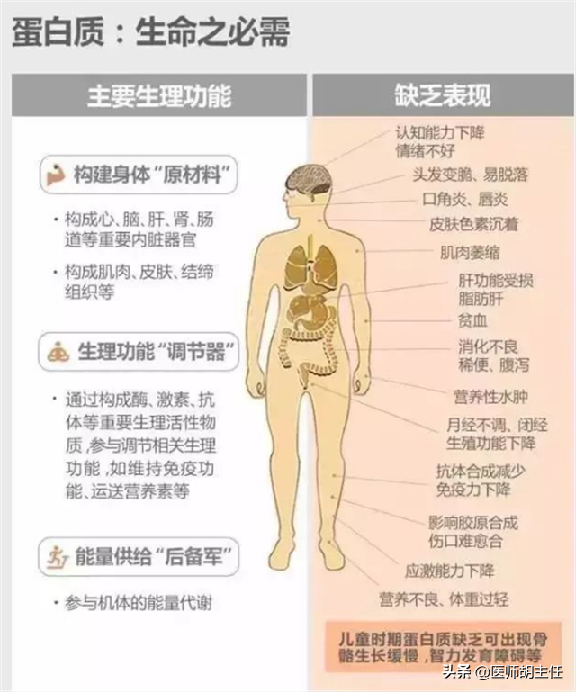 人体缺乏蛋白质，身体会出现什么症状？