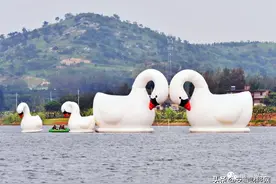 快看！巨型“大白鹅”空降尖山湖水面图片