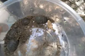 男子深山挖土鳖虫，不料却挖出“人脚”，仔细一看直呼神奇图片