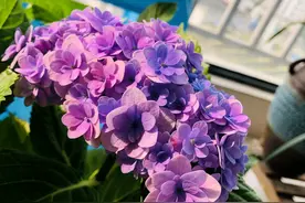 绣球花的根系长出了花盆怎么办？上盆前要不要先处理根系图片