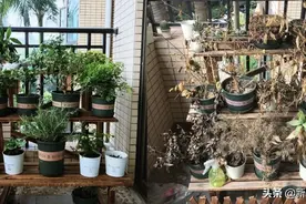 “植物杀手”养出的花花草草是什么样子？哈哈，我都要被笑死了图片