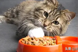 14款猫粮测试：信元发育宝可致猫猫腹泻；伟嘉、力狼含呕吐毒素图片