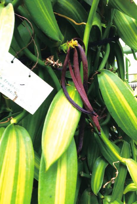 香荚兰属植物繁殖与温室栽培