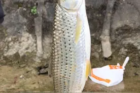 秋季钓红眼（赤眼鳟）攻略，钓法不复杂，力气大拉力真的过瘾图片